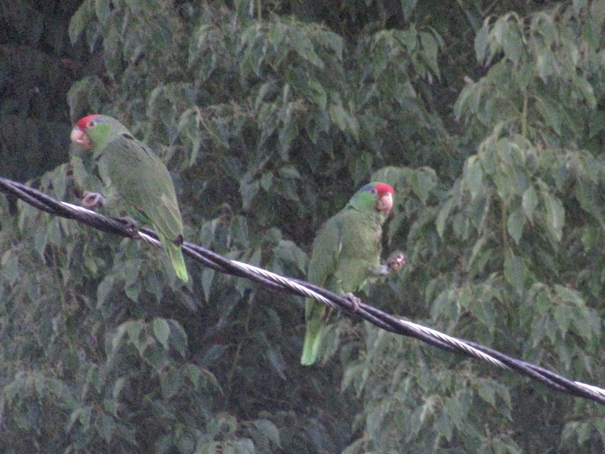 Amazona Tamaulipeca - ML619067769