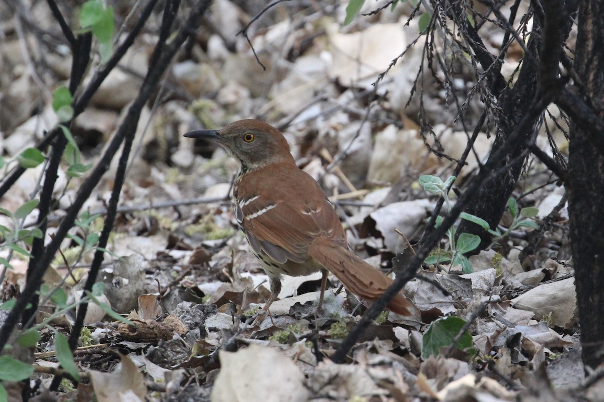 Brown Thrasher - Hank Taliaferro