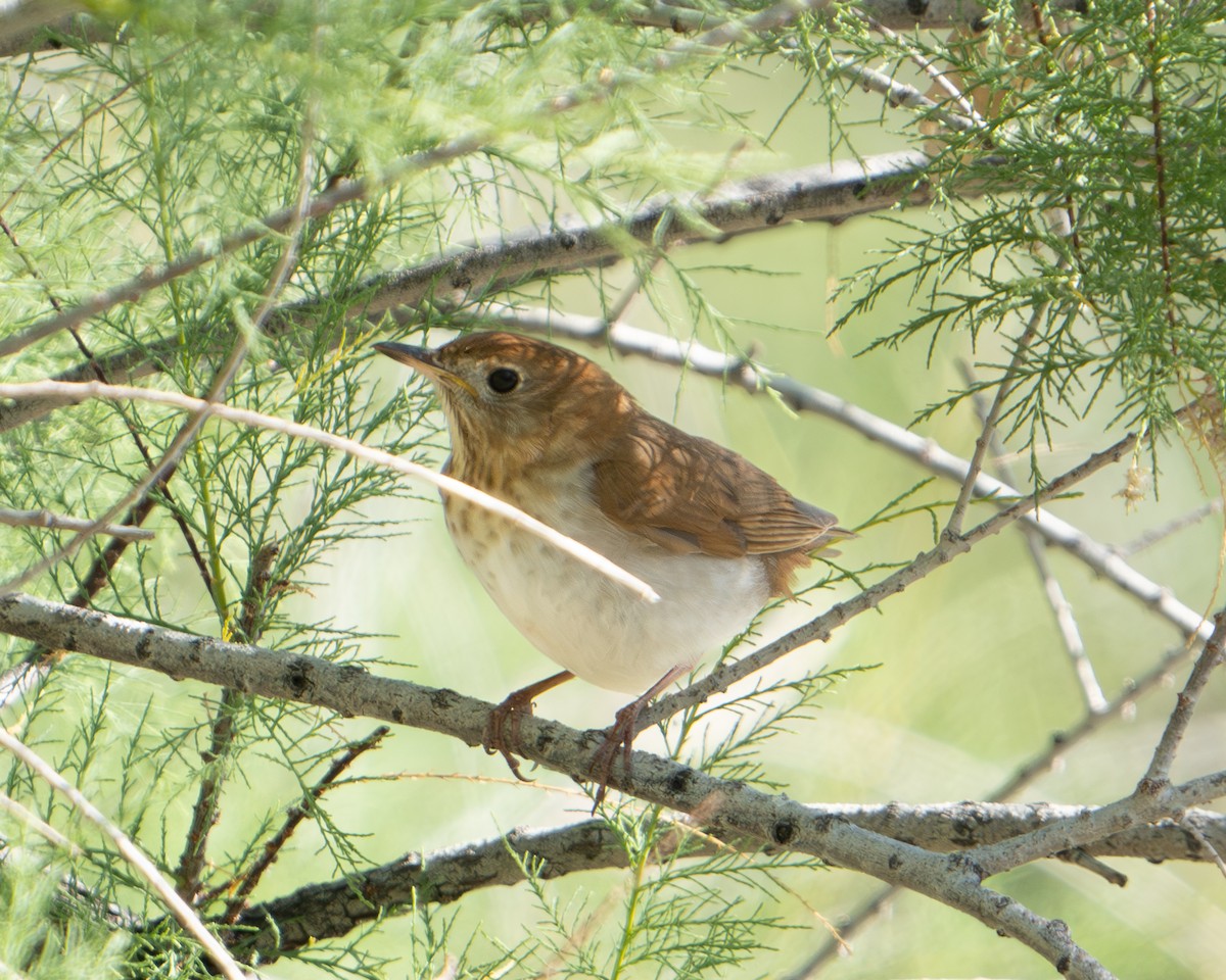 Veery - David Anderson