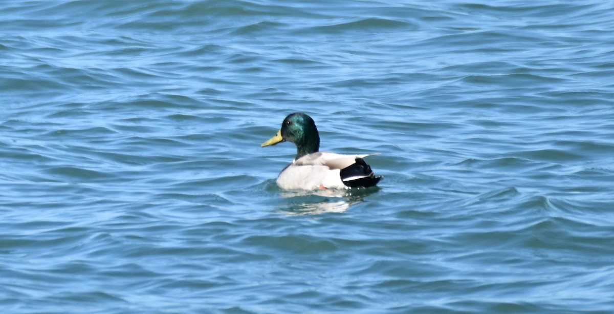 Mallard - ML619067799