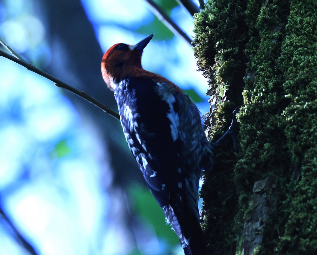 Red-breasted Sapsucker - Edward Pullen