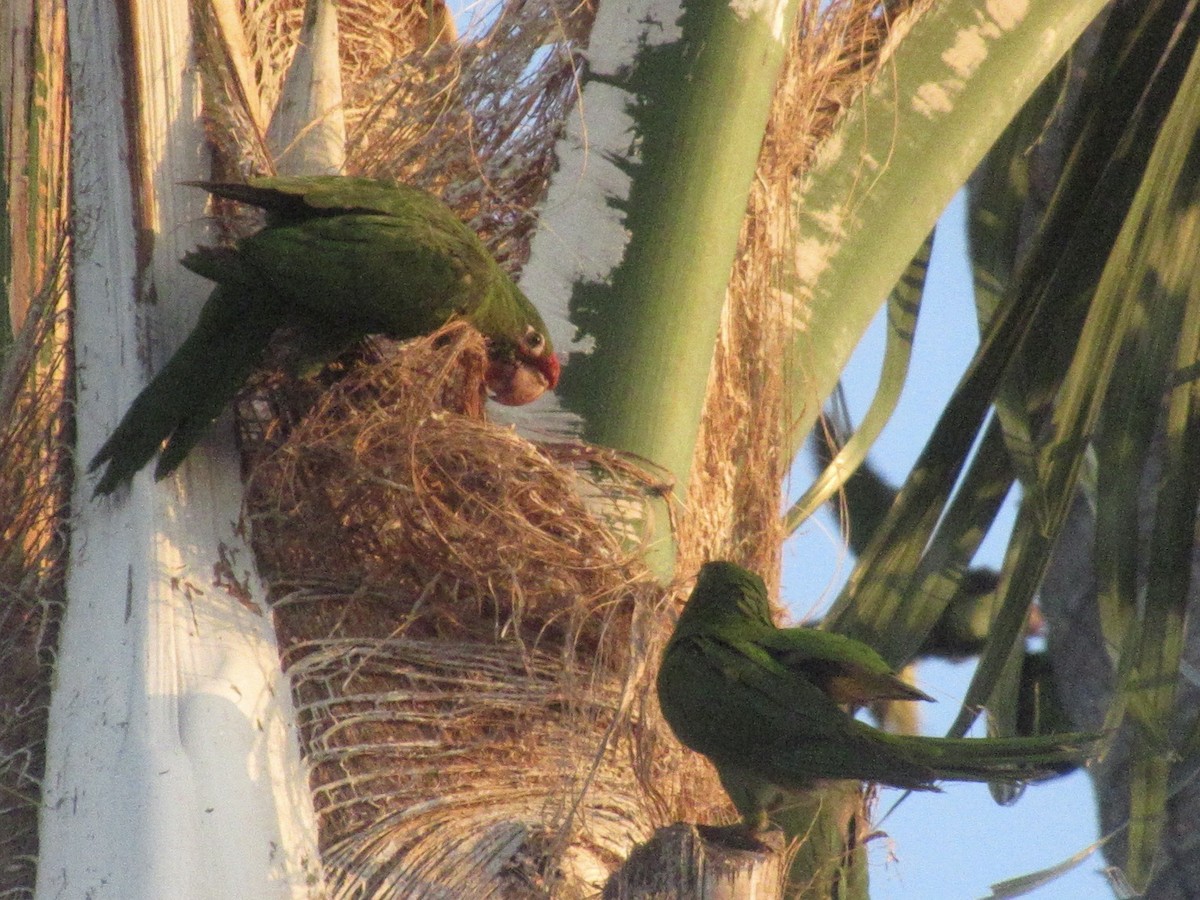 Mitred Parakeet - Adam Burnett