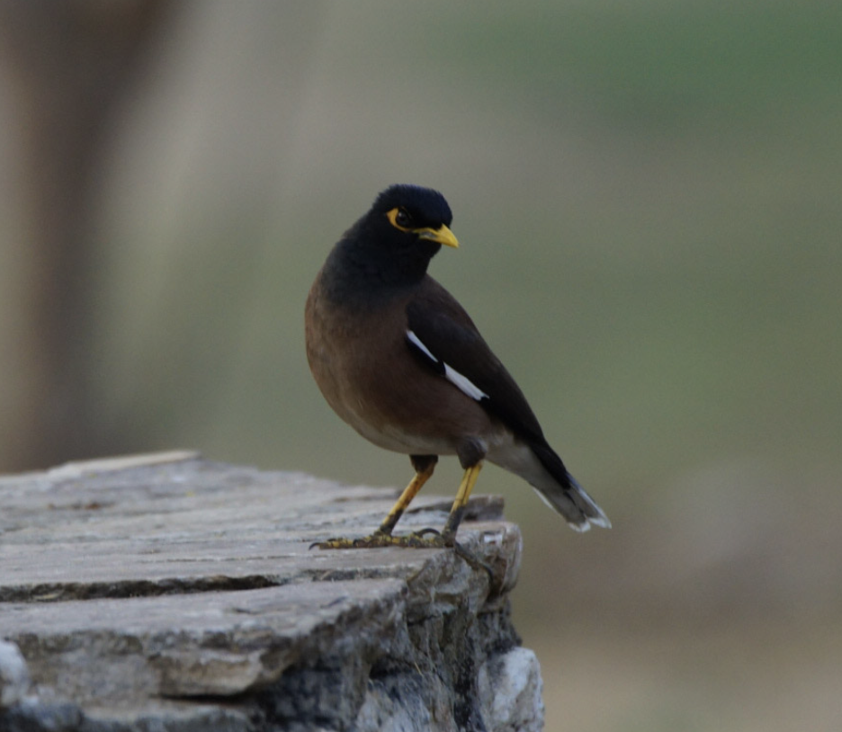 Common Myna - ML619067812