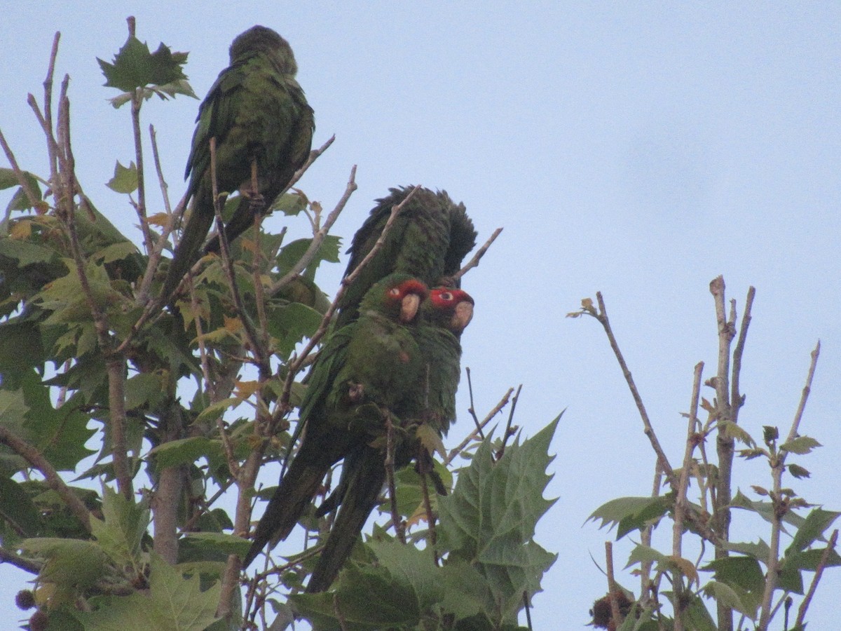 Mitred Parakeet - Adam Burnett