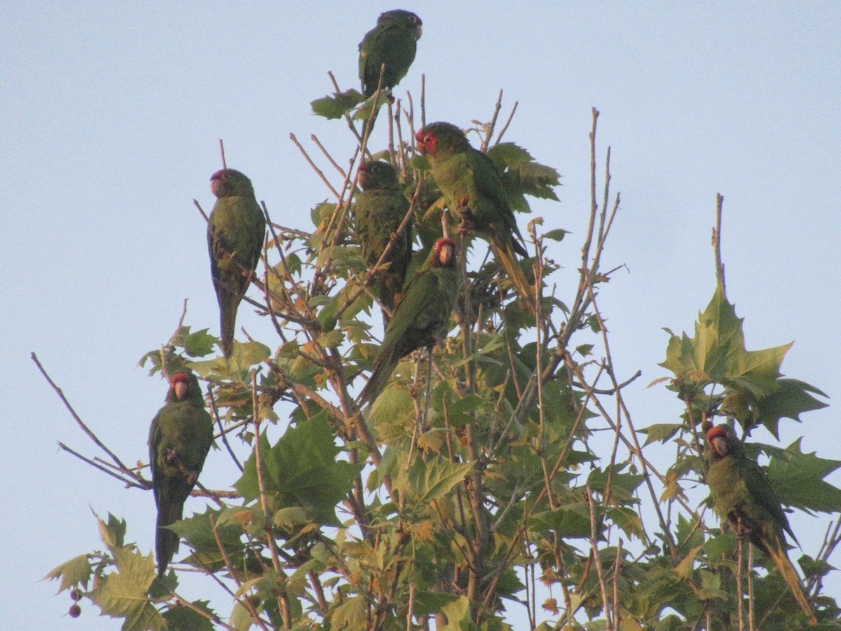 Mitred Parakeet - Adam Burnett