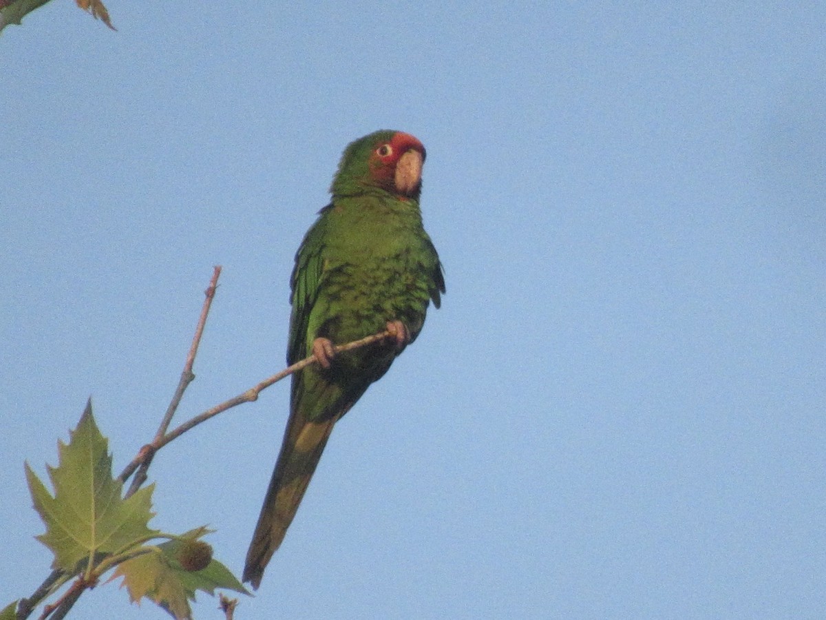 Mitred Parakeet - Adam Burnett