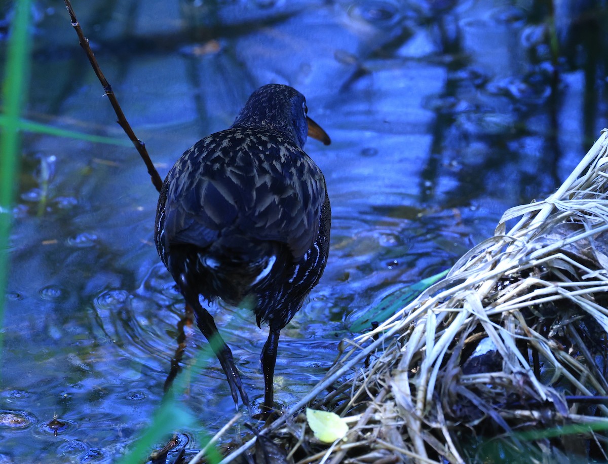 Virginia Rail - ML619067824