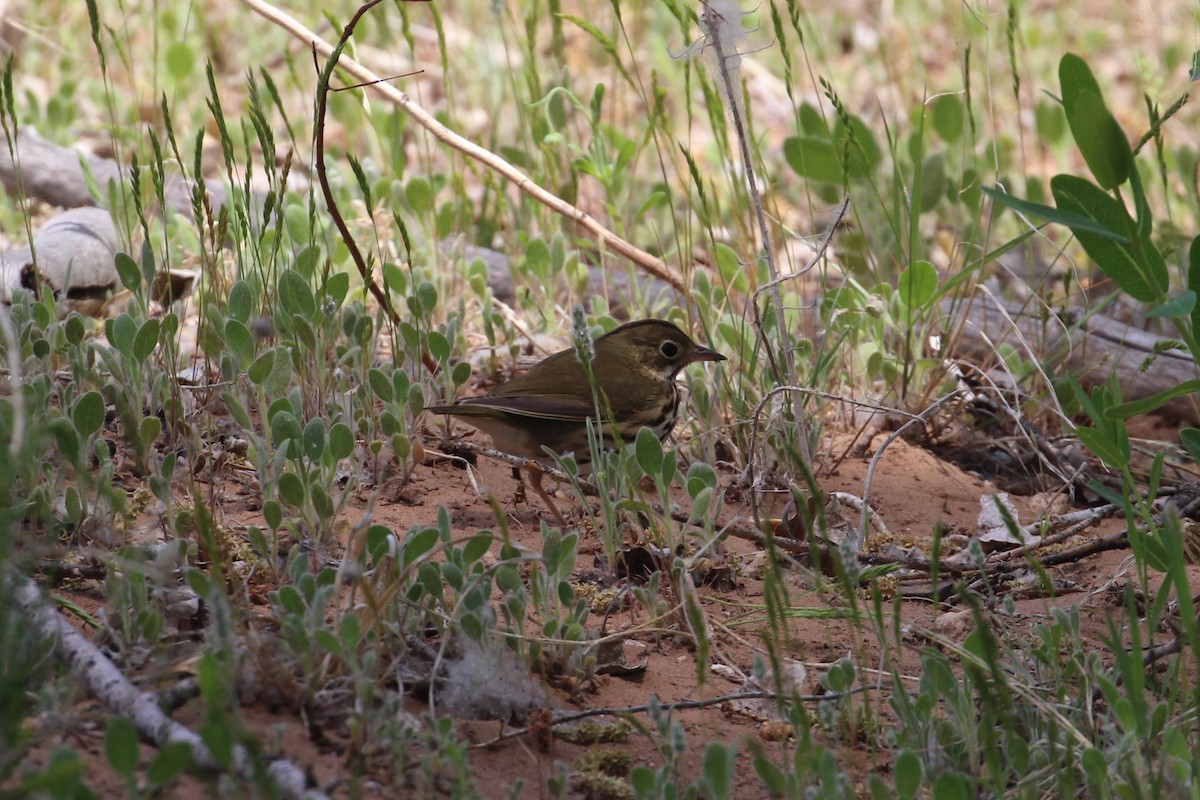 Ovenbird - Hank Taliaferro