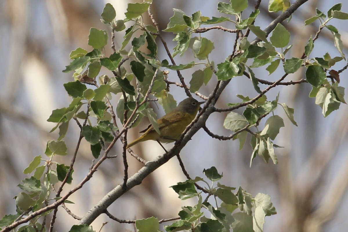 Nashville Warbler - ML619067848