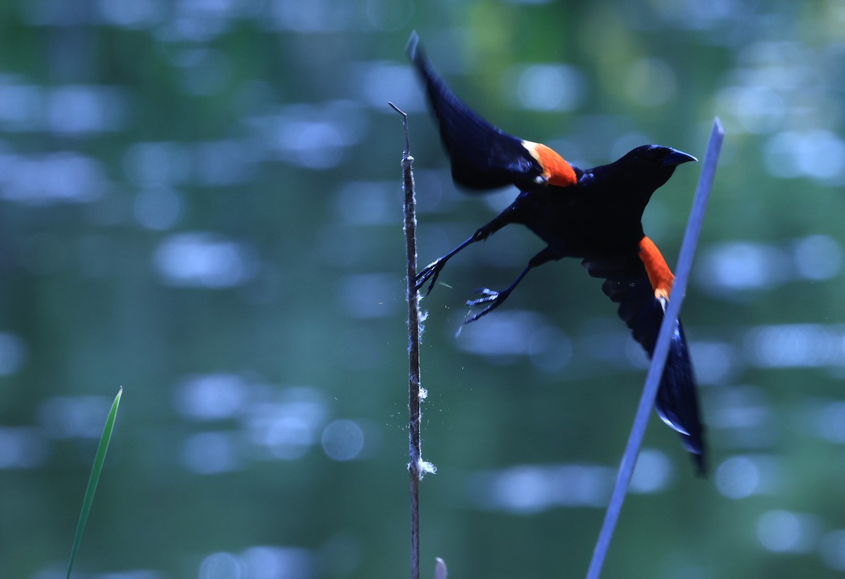 Red-winged Blackbird - Edward Pullen
