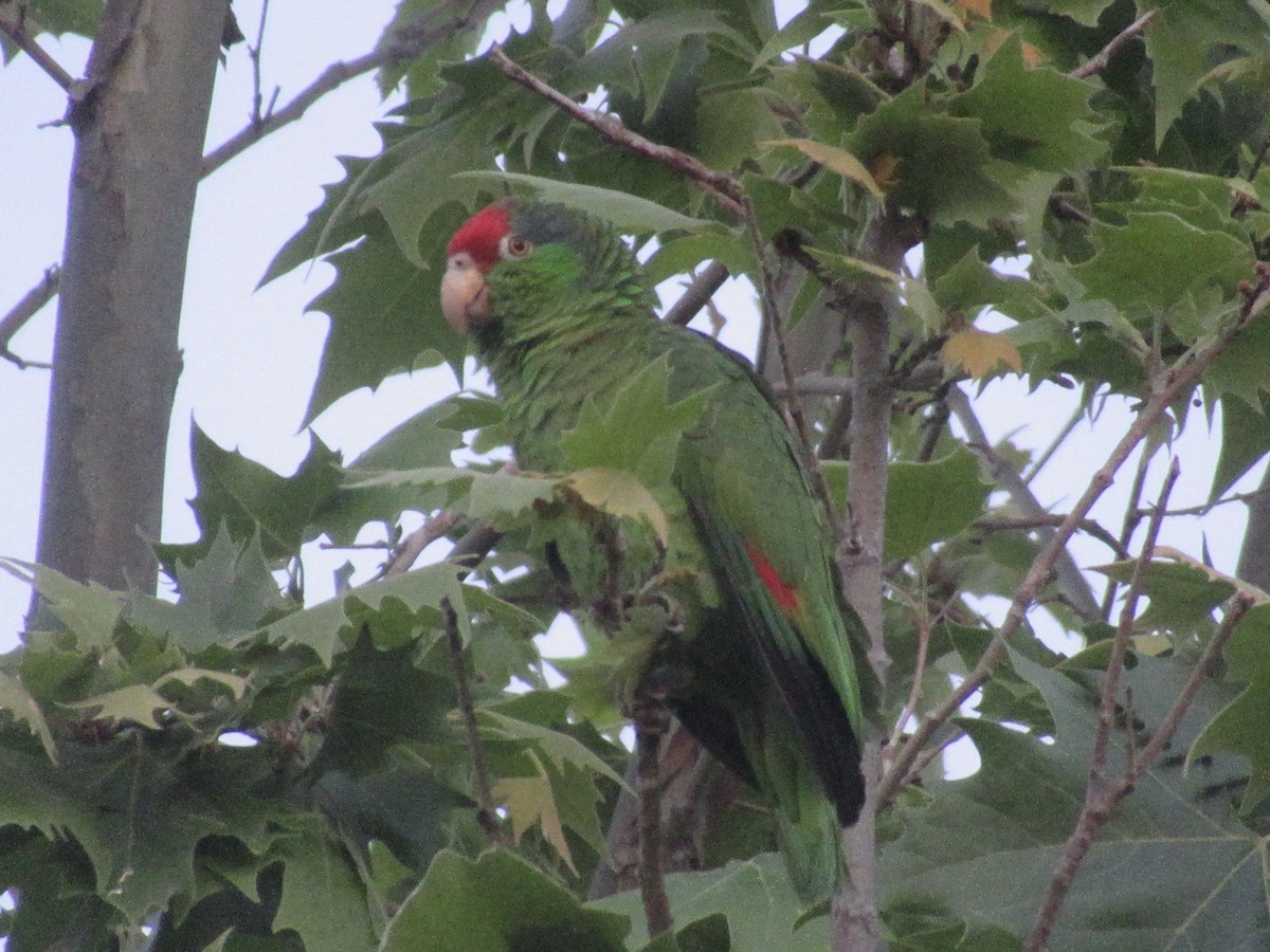 Red-crowned Parrot - Adam Burnett