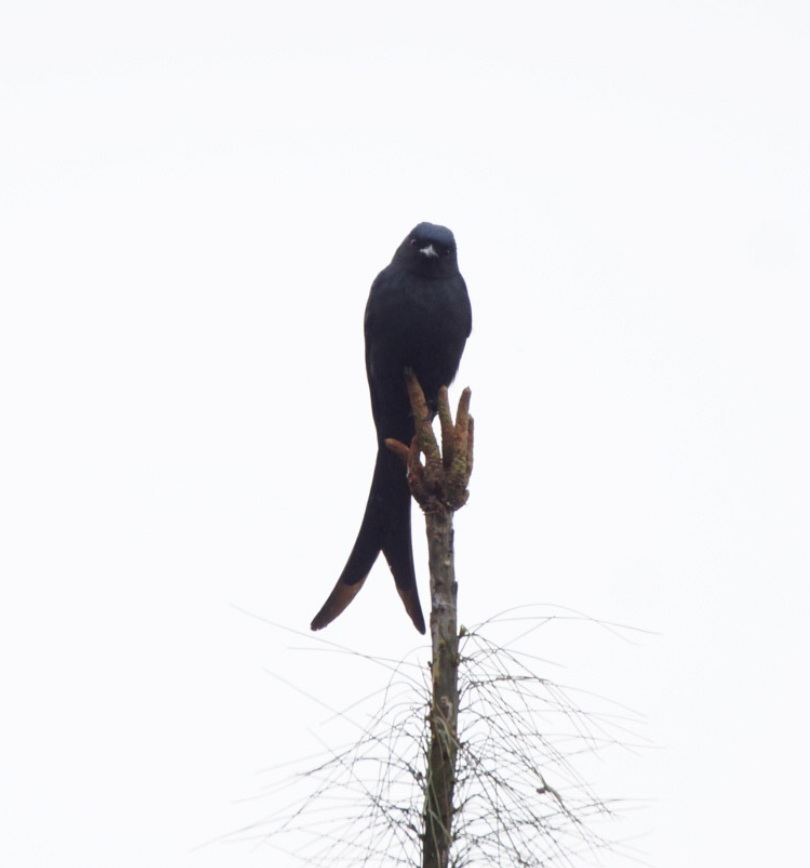 Ashy Drongo - Martin Mejía