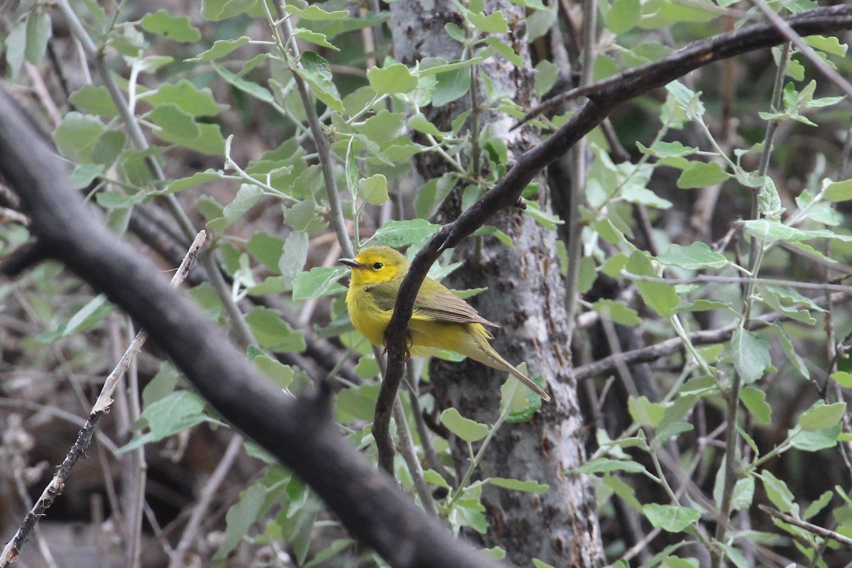 Hooded Warbler - Hank Taliaferro