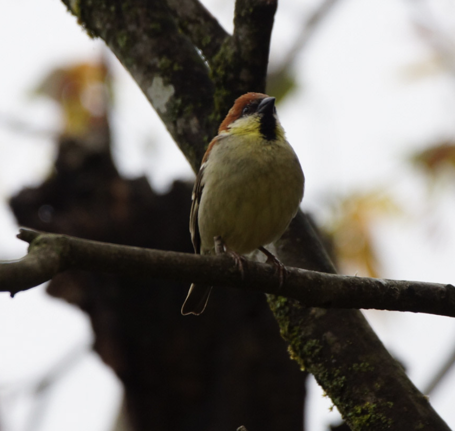 Russet Sparrow - Martin Mejía