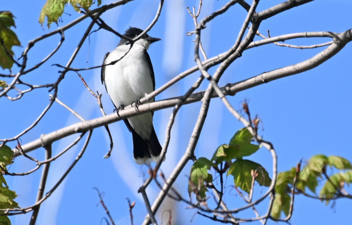 Eastern Kingbird - ML619067897