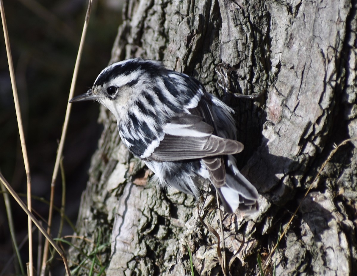 Black-and-white Warbler - M. Rogers