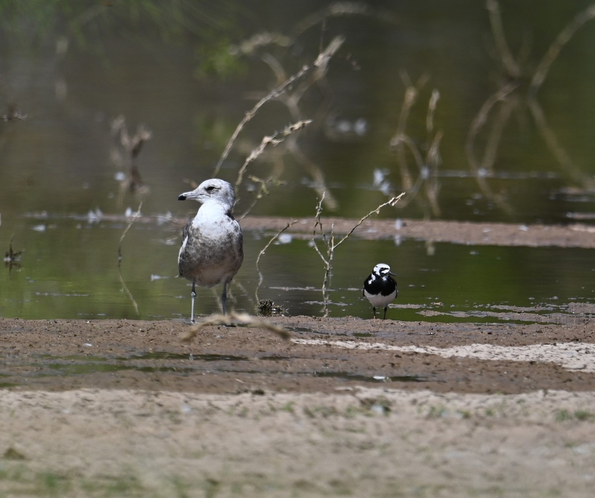 California Gull - ML619067921