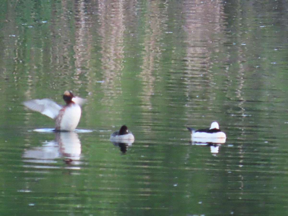 Horned Grebe - ML619067928