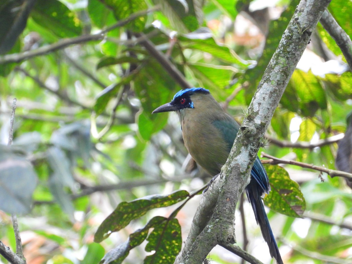 Andean Motmot - Andrés Sánchez