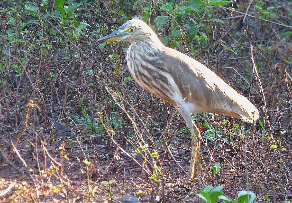 Indian Pond-Heron - Gopi Sundar