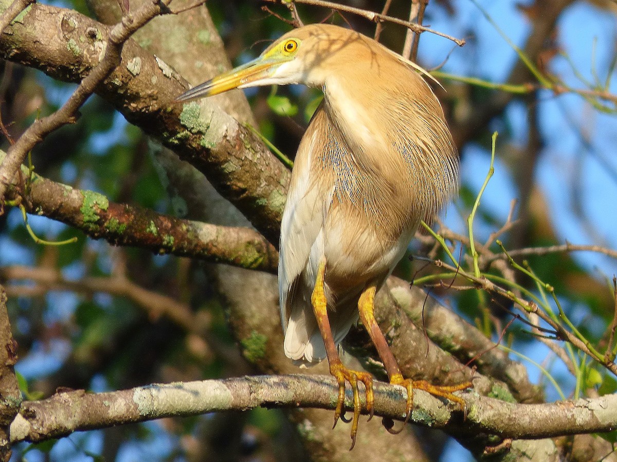 Indian Pond-Heron - Gopi Sundar