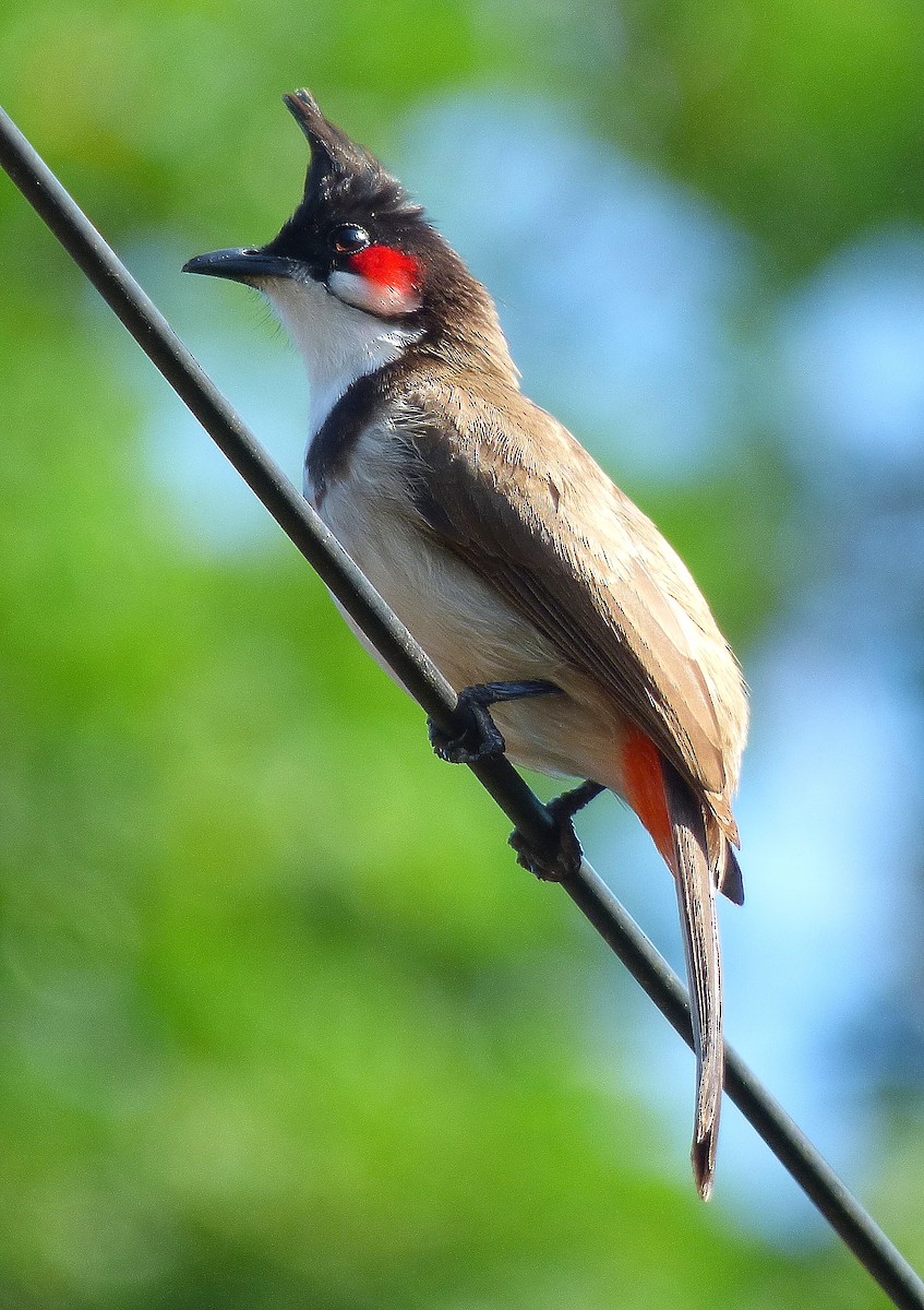 Red-whiskered Bulbul - Gopi Sundar