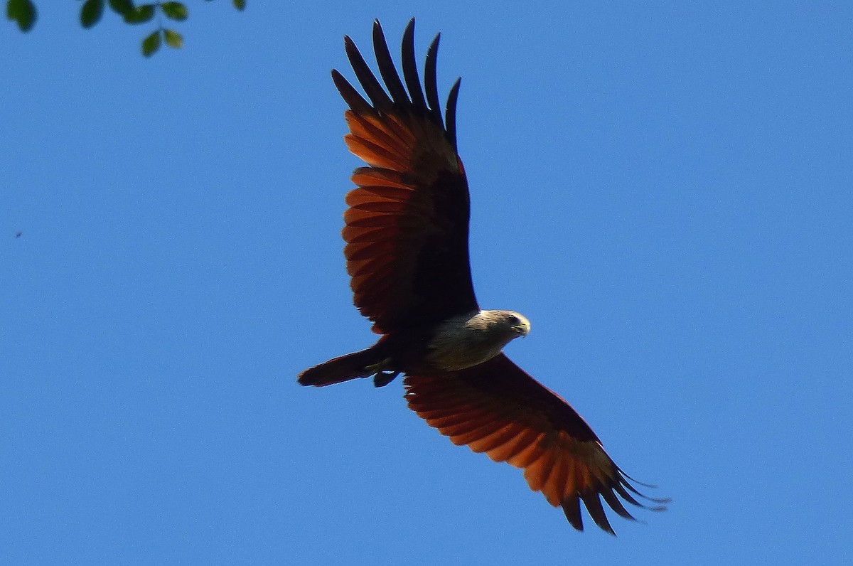 Brahminy Kite - Gopi Sundar