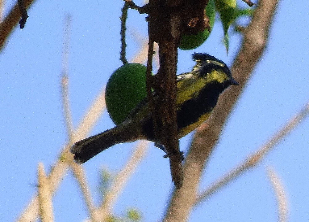 Indian Yellow Tit - Gopi Sundar