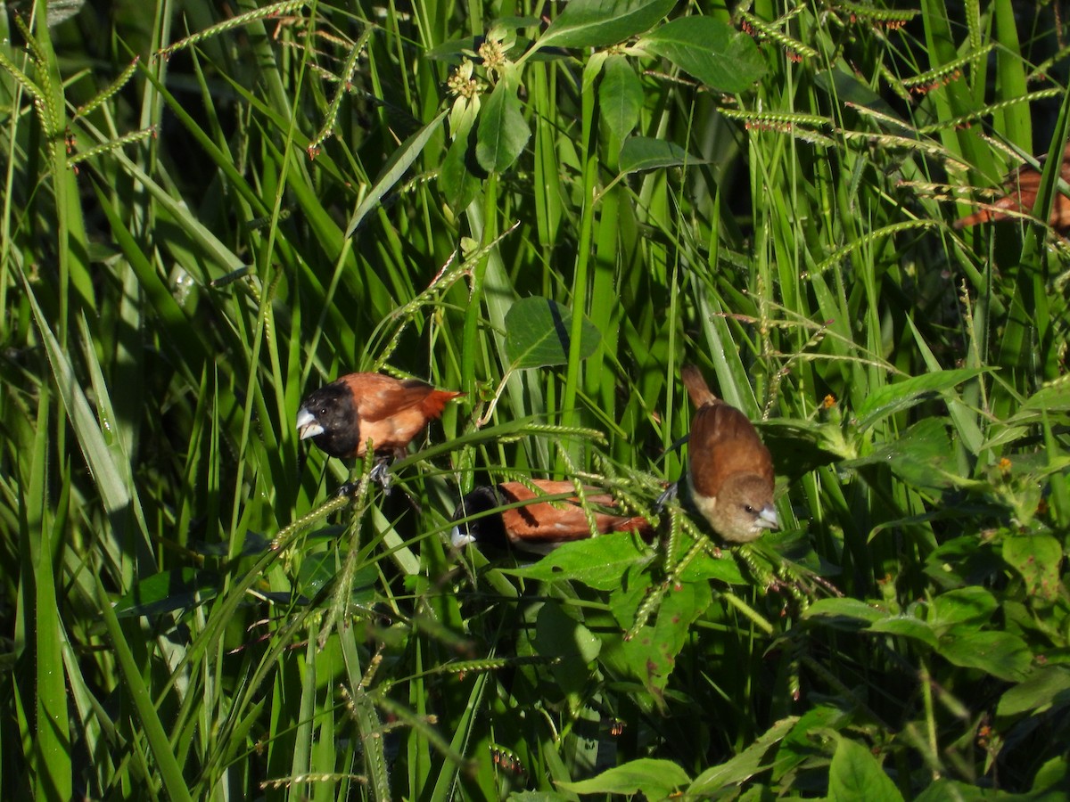 Tricolored Munia - ML619068003