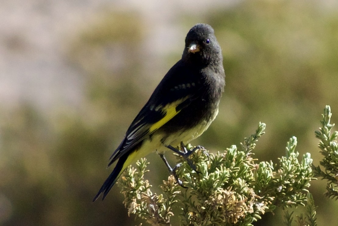 Black Siskin - Eduardo Sanhueza Mendez