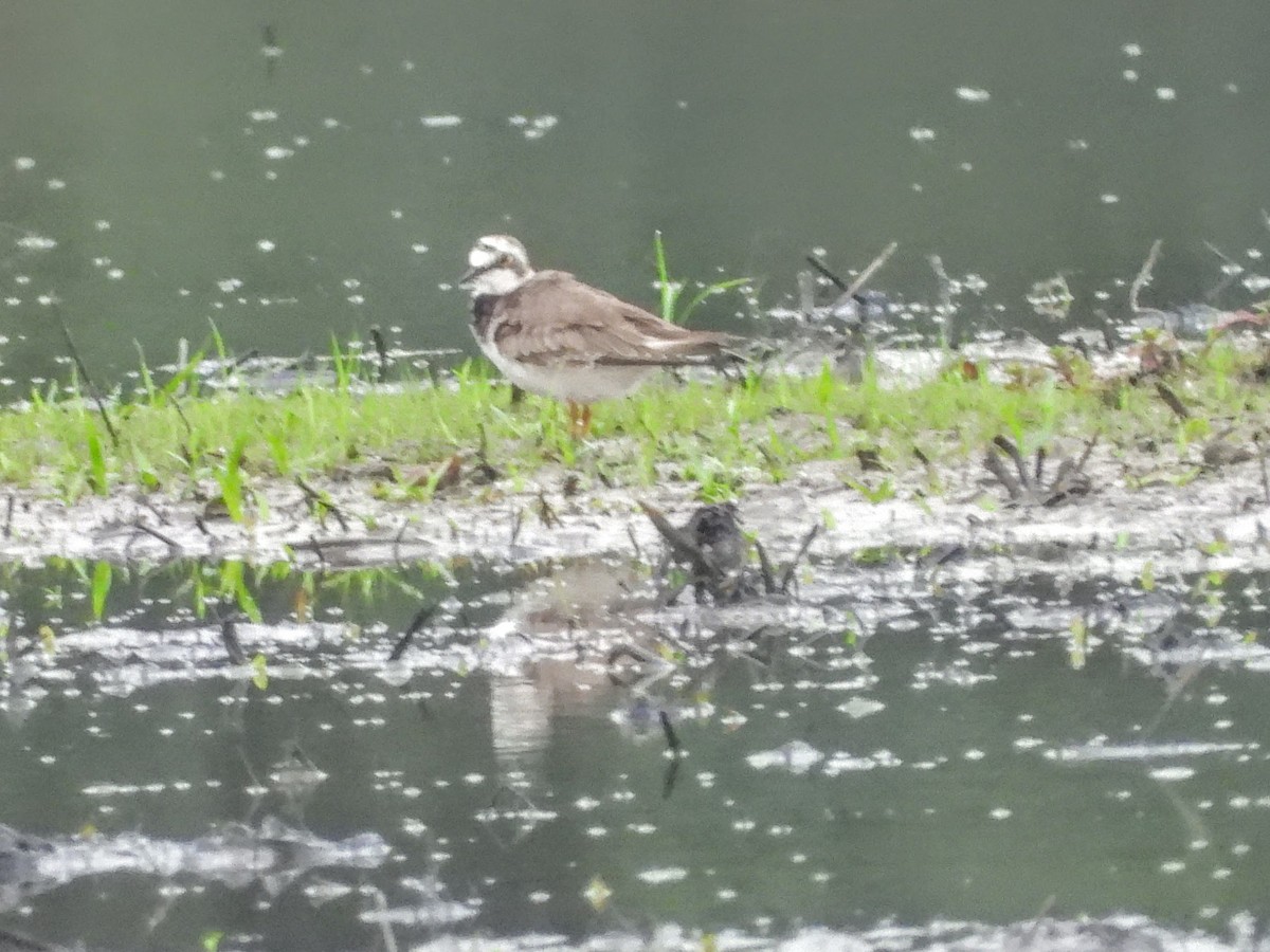 Little Ringed Plover - Warren Regelmann