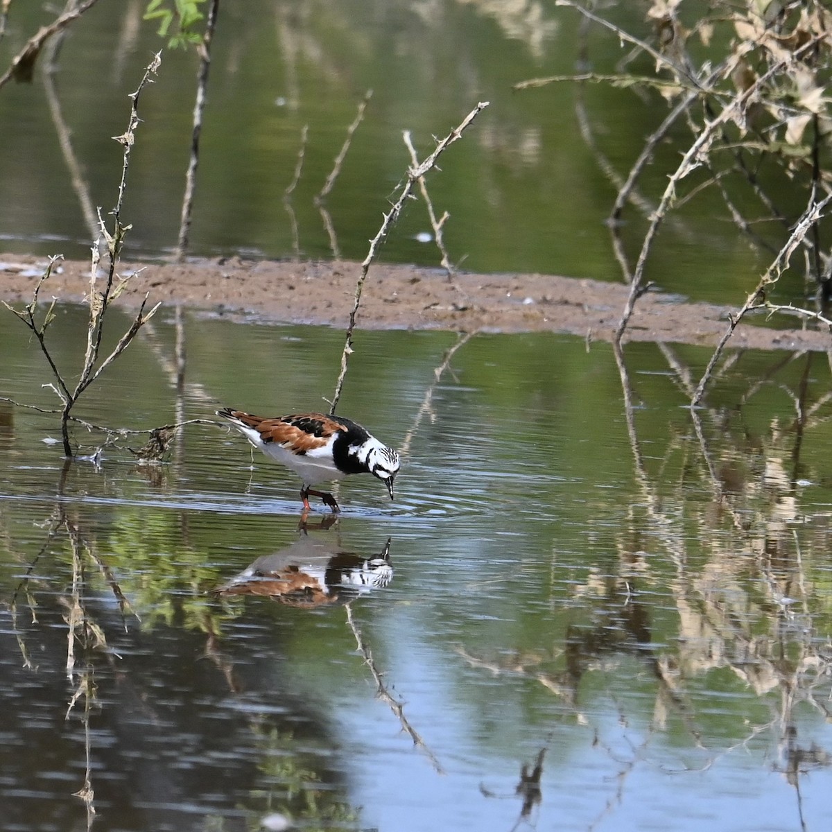 Ruddy Turnstone - Ronnie Reed