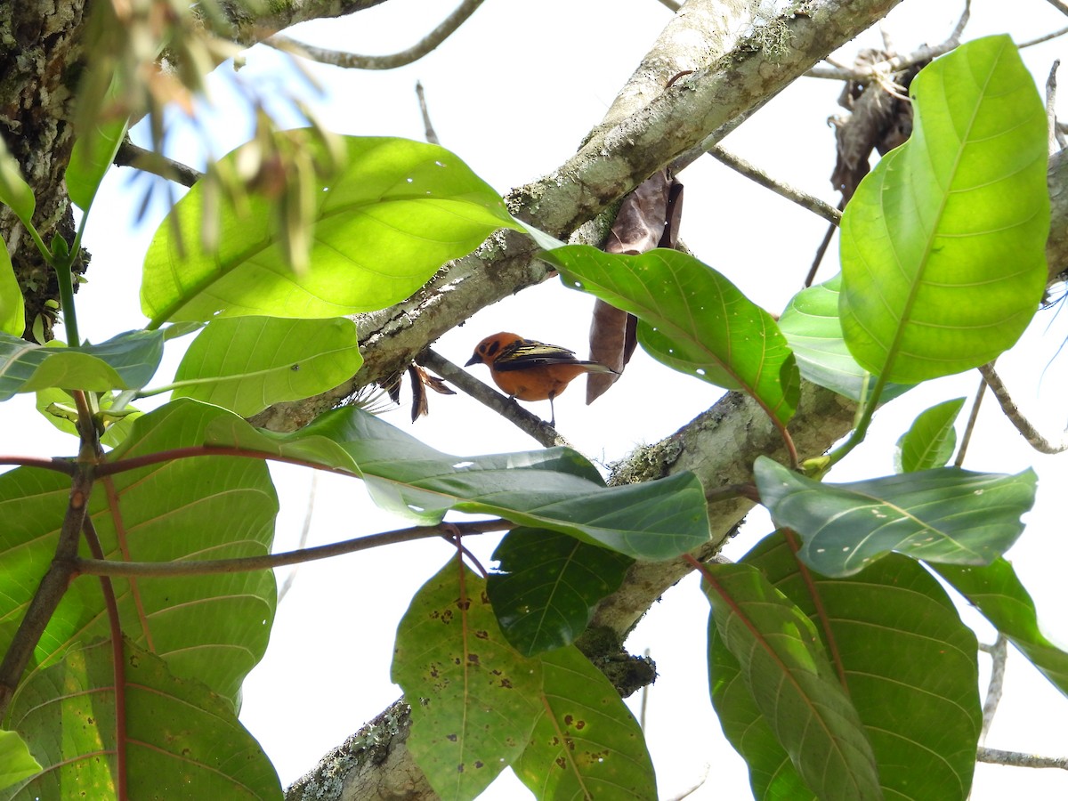 Golden Tanager - Andrés Sánchez