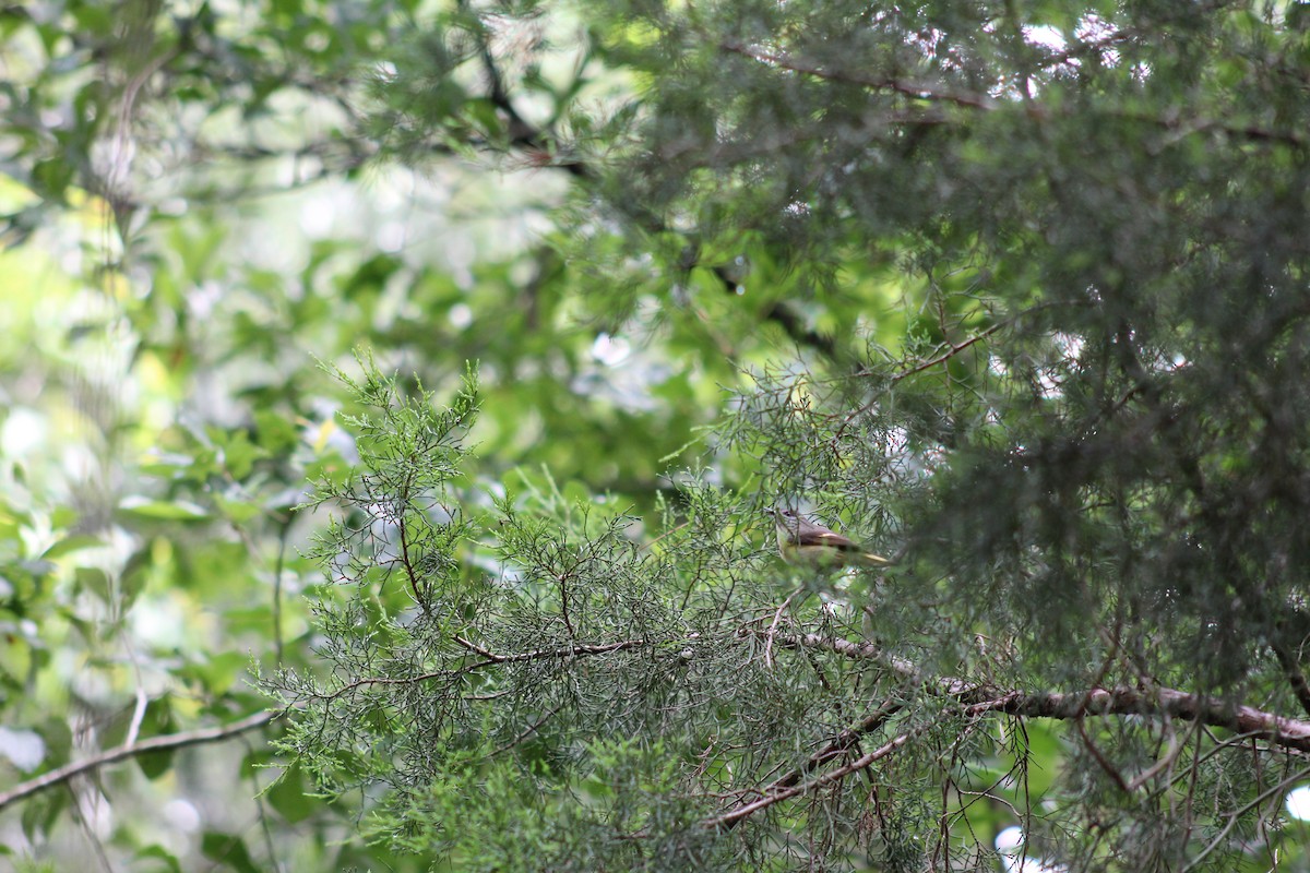 American Redstart - Mike Major