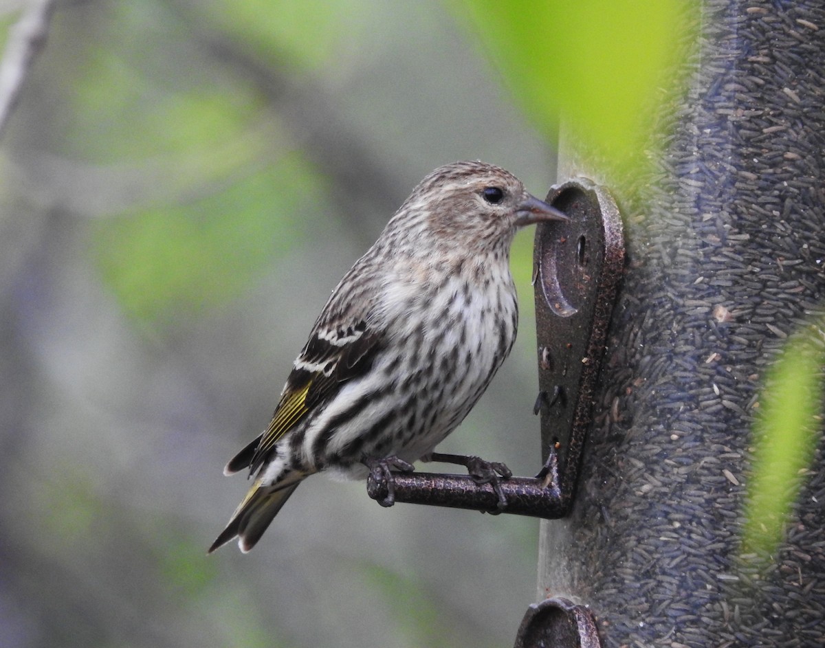 Pine Siskin - Ben Ginter