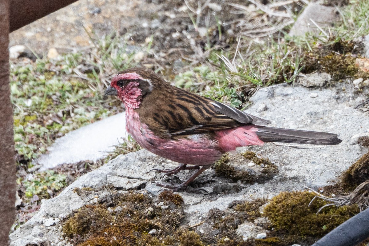 Himalayan White-browed Rosefinch - Uday Agashe