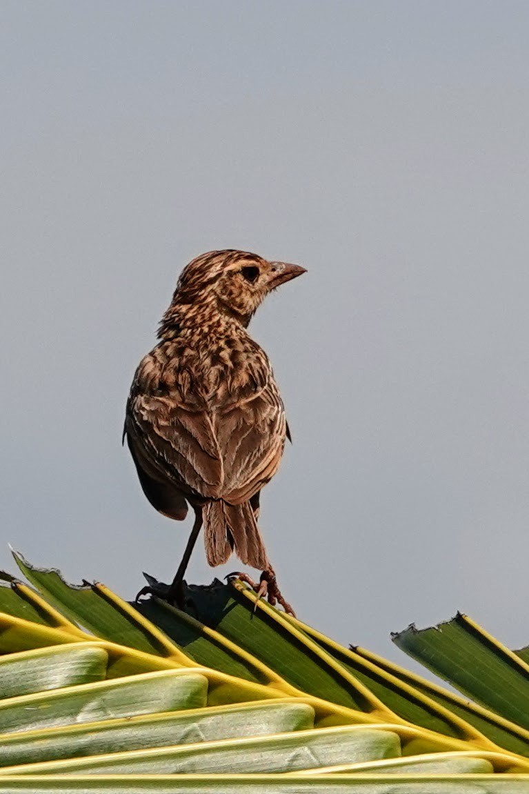 Jerdon's Bushlark - Brecht Caers