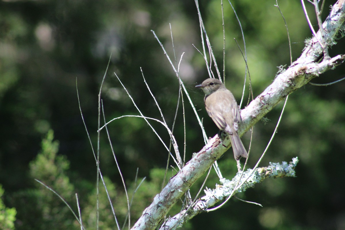 Alder/Willow Flycatcher (Traill's Flycatcher) - Mike Major