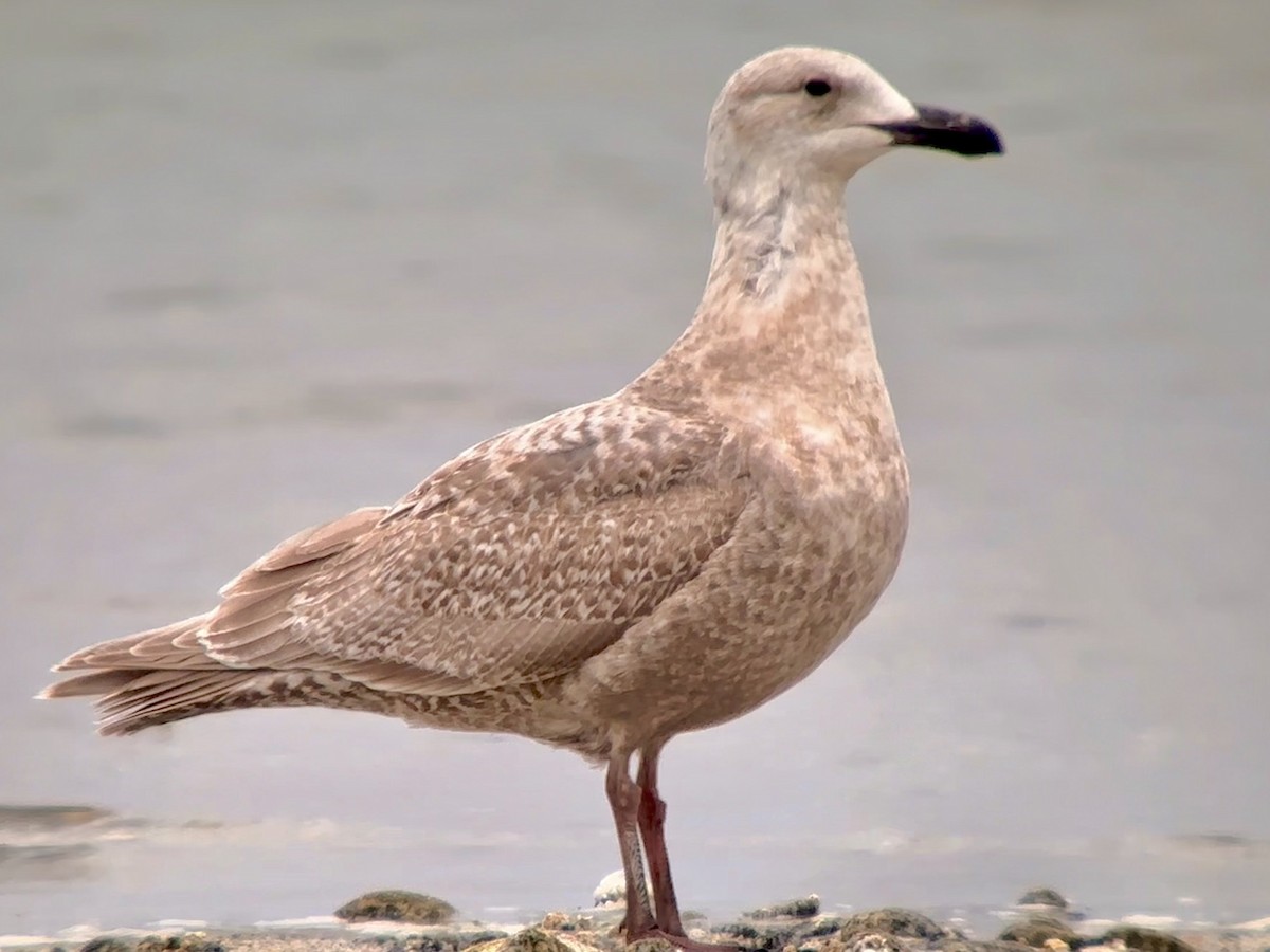 Glaucous-winged Gull - Detlef Buettner