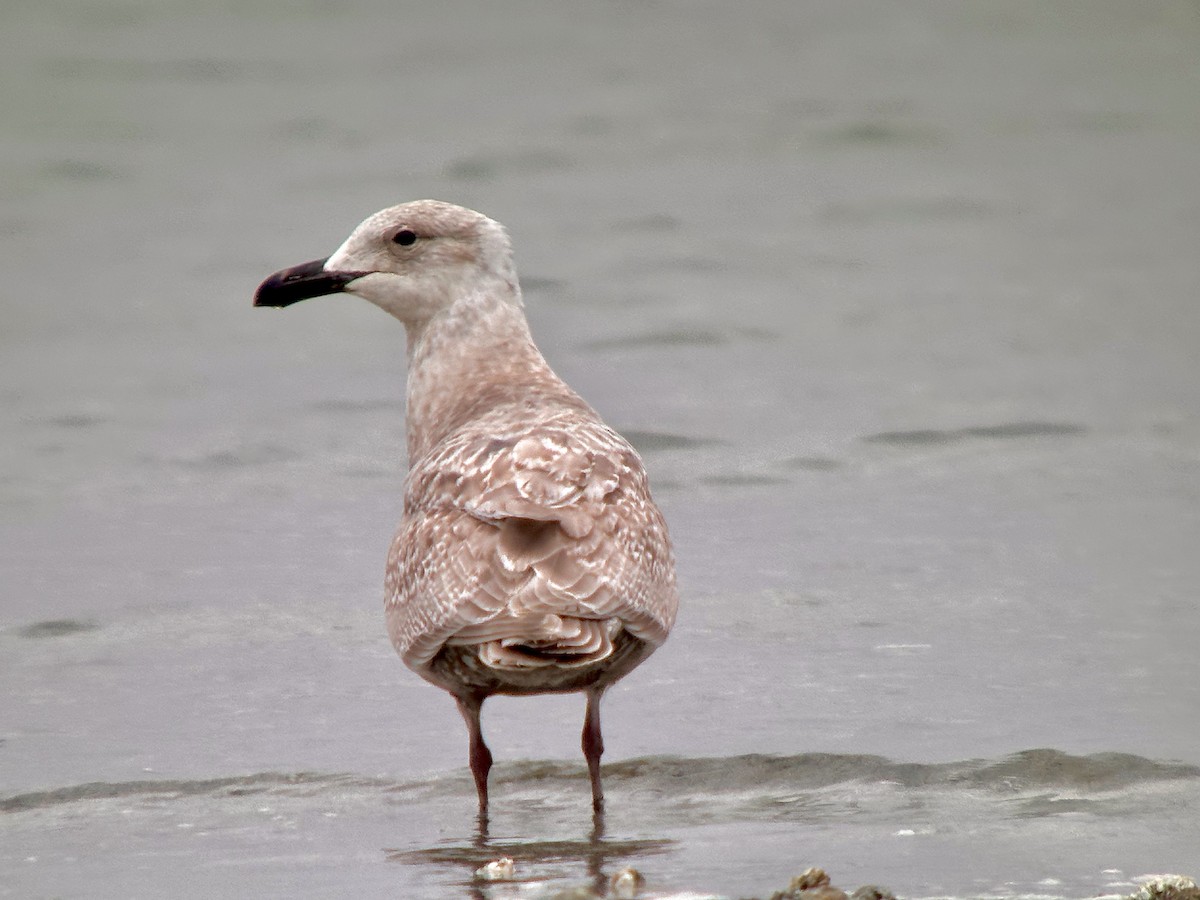 Glaucous-winged Gull - Detlef Buettner