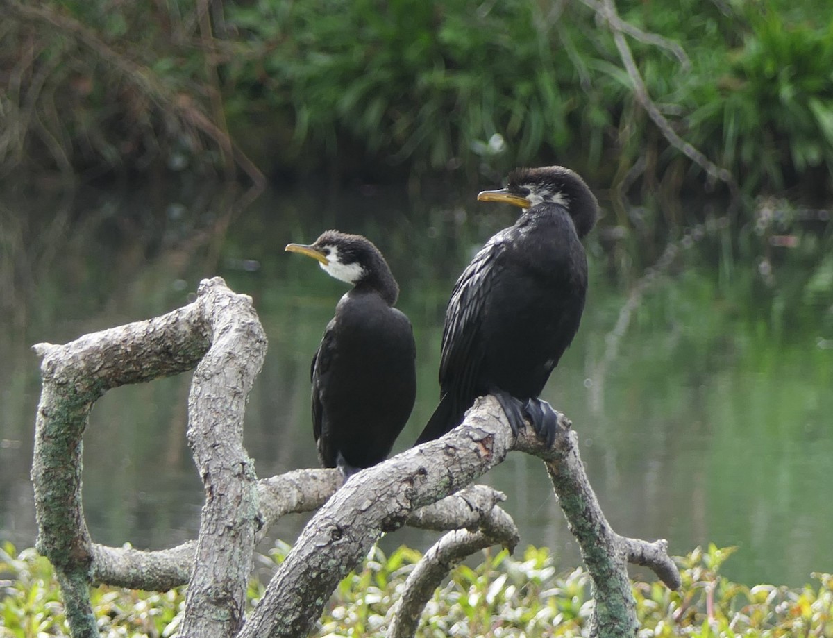 Little Pied Cormorant - ML619068212