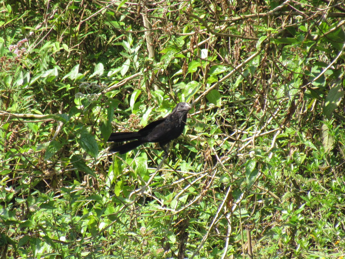 Smooth-billed Ani - Andrés Sánchez