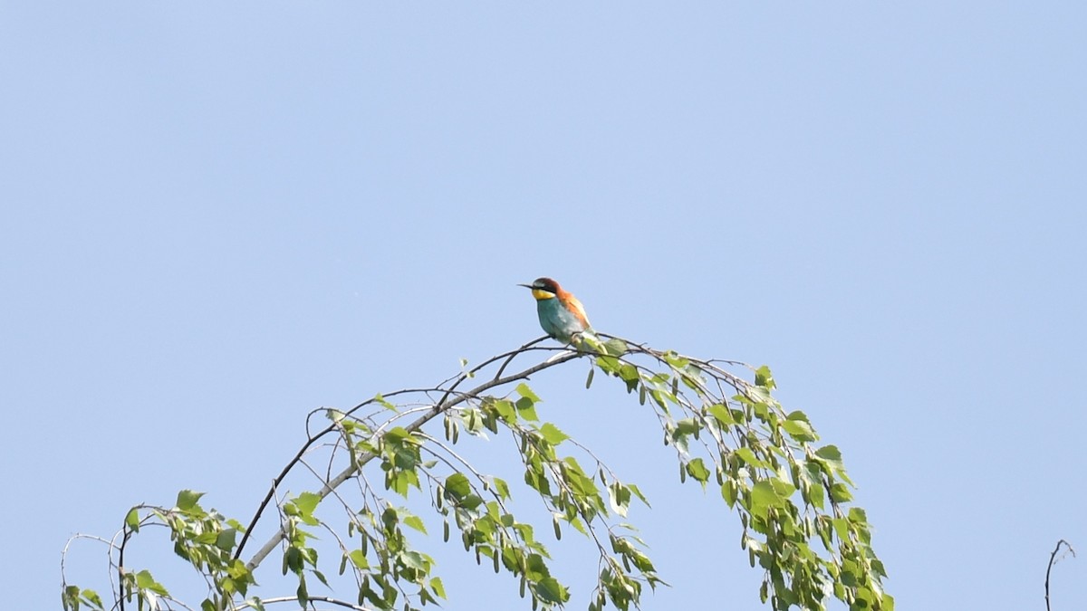 European Bee-eater - Vlad Sladariu