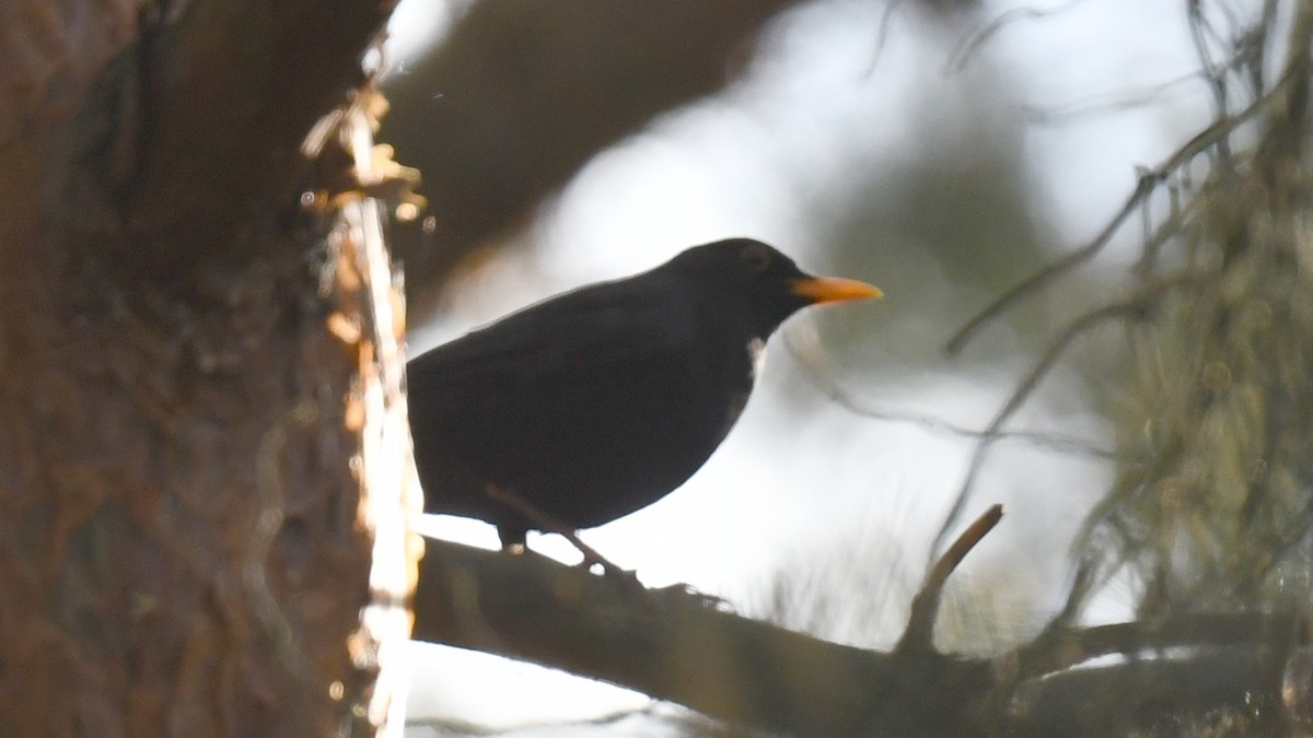 Eurasian Blackbird - Vlad Sladariu