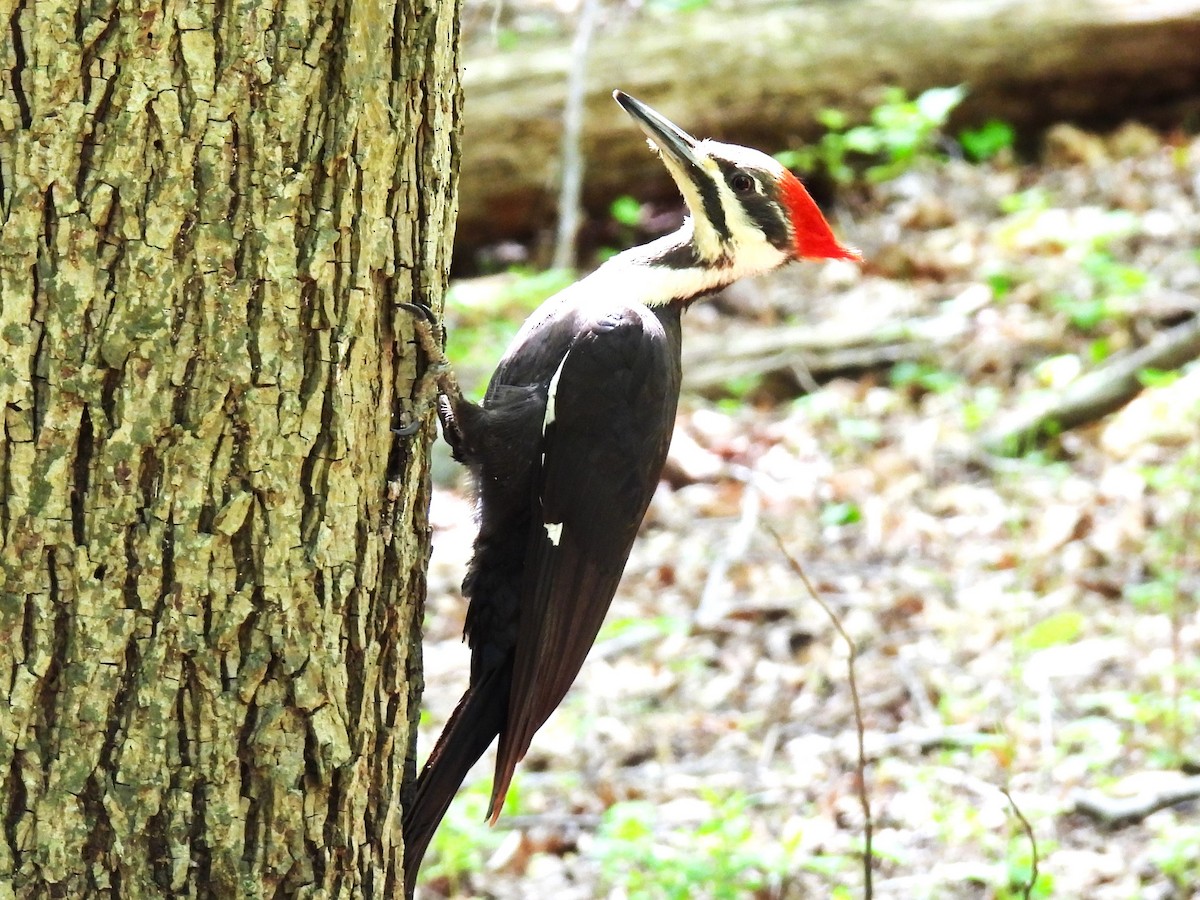 Pileated Woodpecker - Yumi Doga