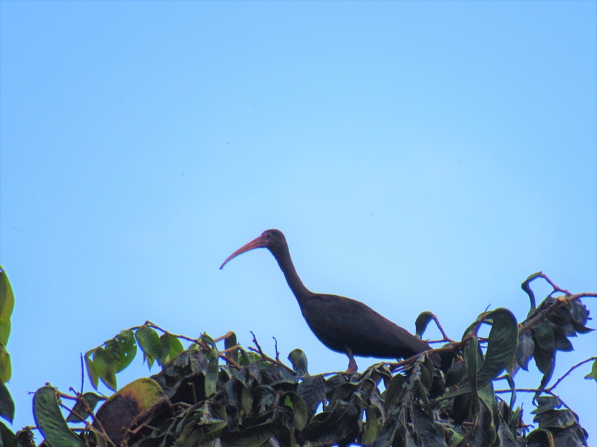 ibis tmavý - ML619068236