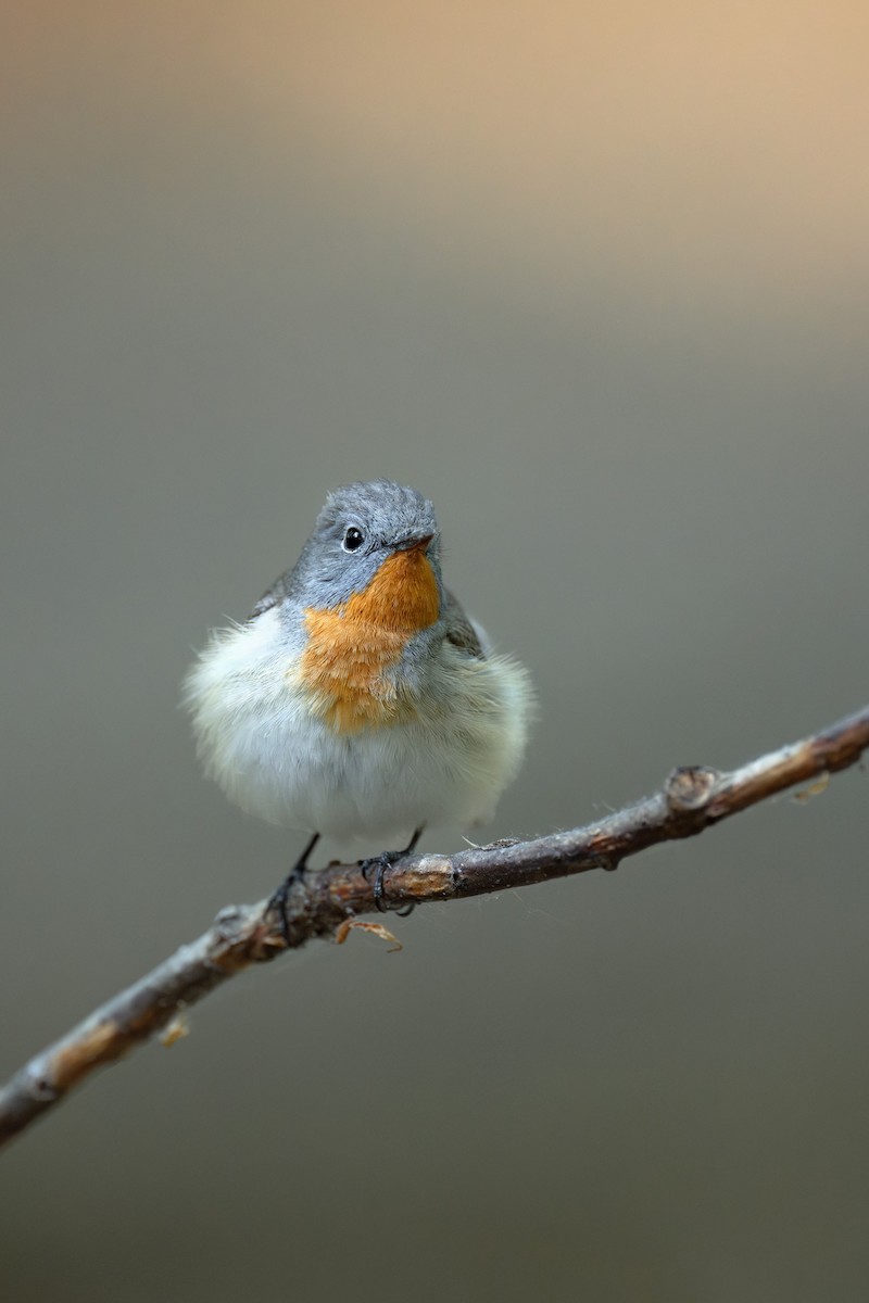 Red-breasted Flycatcher - ML619068243