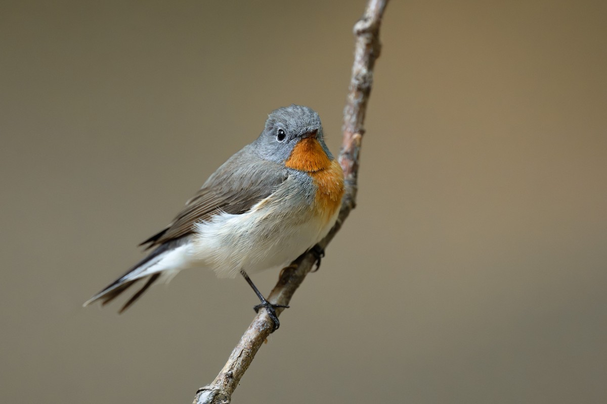 Red-breasted Flycatcher - Simon Edel