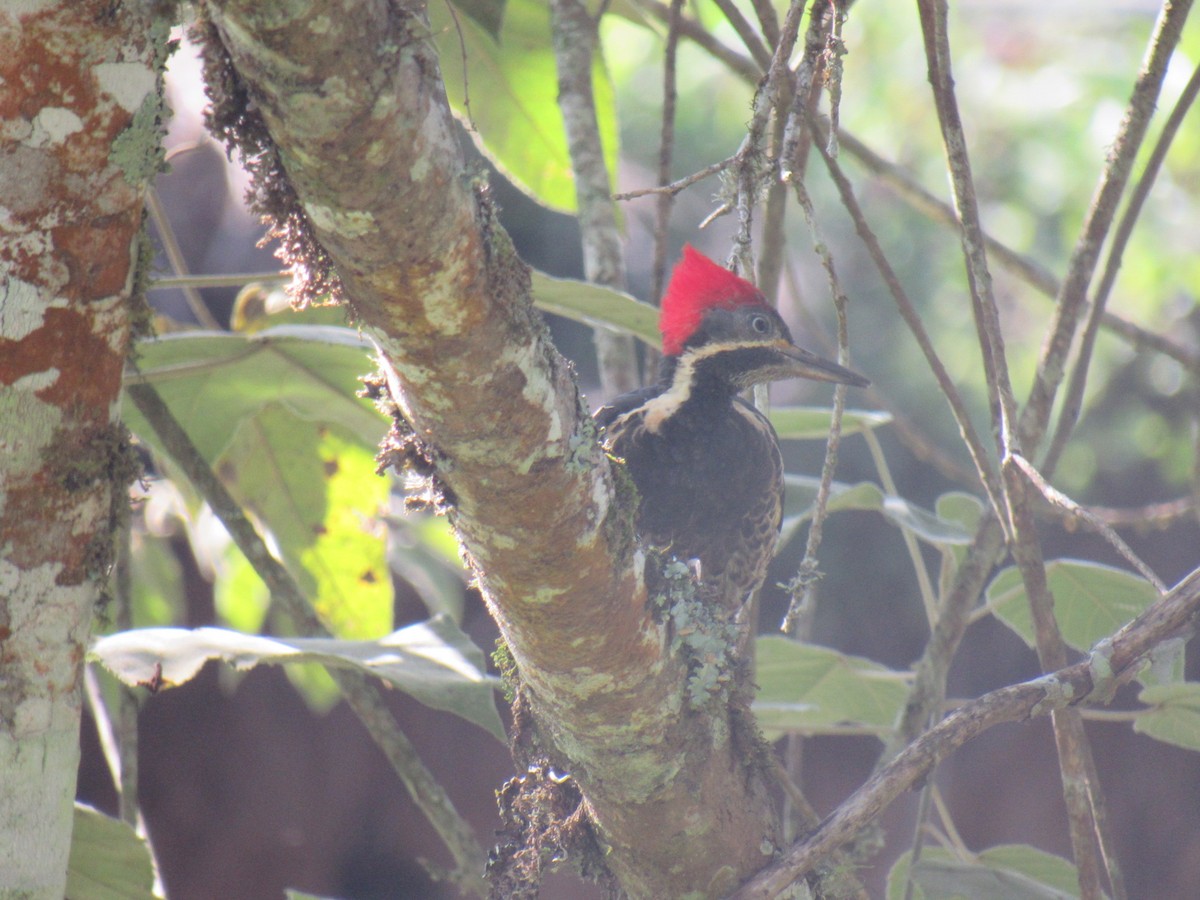 Lineated Woodpecker - ML619068249