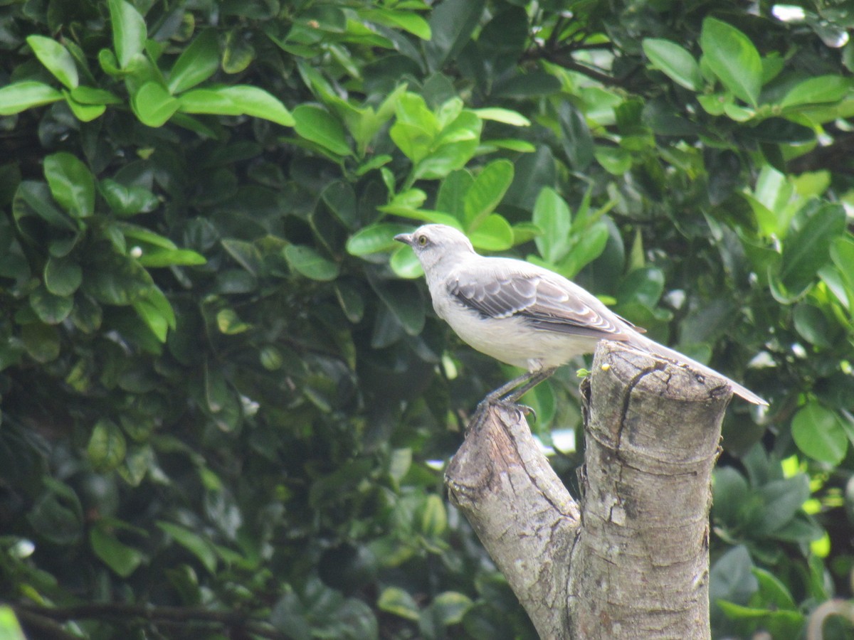 Tropical Mockingbird - Andrés Sánchez